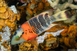 Cheilinus