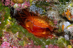 Ctenoides