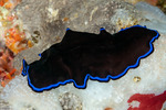 Pseudoceros