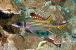 Squirrelfishes