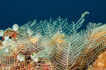 Taxella