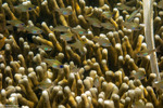 Apogoninae