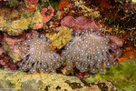 Poritidae