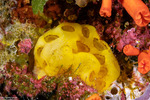 Tunicata