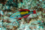 Cirrhilabrus