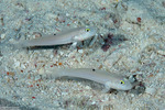 Valenciennea