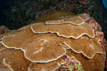 Pachyseris