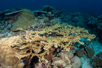 Stony Corals