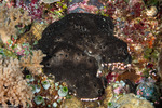 Keratosa