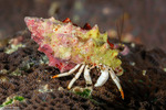 Calcinidae