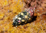 Morula