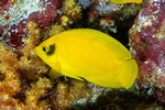 Angelfishes