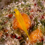 Gobiidae