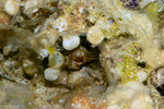 Paguridae