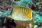 Chaetodontidae
