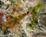 Gobiinae
