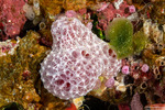 Keratosa