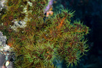 Tubastraea