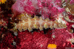 Tritoniidae