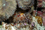 Alpheoidea