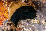 Pseudoceros