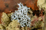 Keratosa
