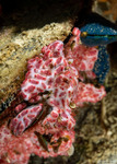 Eusynstyela