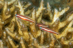 Gobiiformes