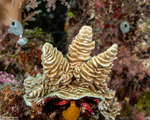 Pachyseris