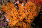 Astrophorina