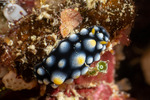 Phyllidiidae