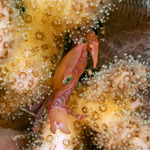 Trapezioidea