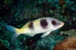Mullidae