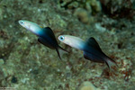 Microdesmidae