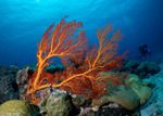 Melithaea