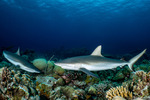 Carcharhiniformes