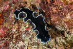 Phrikoceros