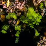 Caulerpa