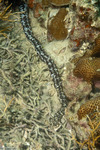 Echinozoa