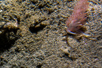 Coryphella