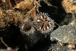 Bivalves