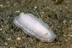 Dorididae