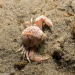 Crabs
