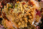 Halichondria