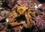 Crabs