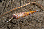 Neogastropoda