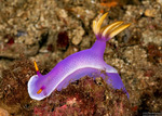 Gastropoda