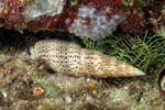 Mitridae