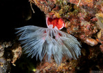 Sedentaria