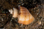 Cancellariidae